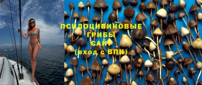 Псилоцибиновые грибы Psilocybe  Мышкин 